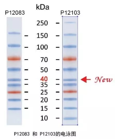 p12103-2海利克思预染蛋白marker双色(10-250kda)250ul*2支装